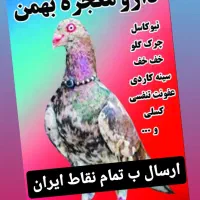 دارو معجزه کبوتر