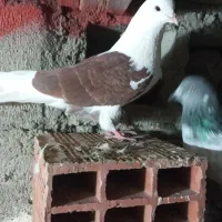 ۳عدم سفید سبز ودبر طاوسی