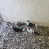 جوجه رنگی|پرنده|گنبد کاووس, |دیوار