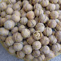 سلام گردوی درجه یک منطقه قلعه عسکر