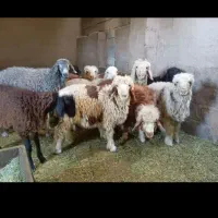 بره گوسفندبختیاری اصیل