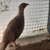 مرغ زینتی نر و جوجها