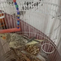 طوطی عروس|پرنده|تهران, دولاب|دیوار