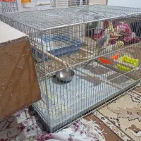فروش عروس هلندی جفت.|پرنده|بروجن, |دیوار
