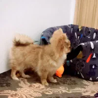 سگ پامرانین خرسی ۵ماهه  سالم  واکسینه کامل