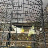 عروس هلندی مولد جفت|پرنده|بندر انزلی, معلم|دیوار