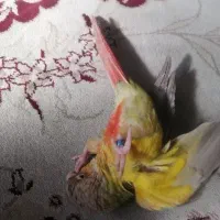 طوطی گرینچیک|پرنده|فولادشهر, مسکن مهر فولادشهر|دیوار