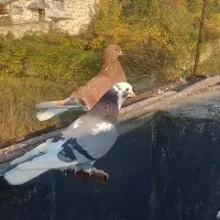 کبوتر پرشی|پرنده|قائمشهر, |دیوار