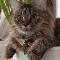 گربه|گربه|بهشهر, |دیوار