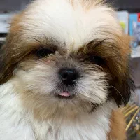 شیتزو سوپر فلت