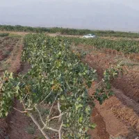 باغ-پسته-خسروشاه