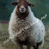 گوسفند فروشی مرکز غرب شمالشهر درب خانه باقصاب زنده|حیوانات مزرعه|تهران, قیطریه|دیوار