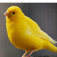 فروش قناری