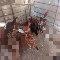مرغ و خروس لاری اصیل|حیوانات مزرعه|مینودشت, |دیوار