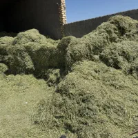 یونجه کوبیده شده بدون علف موجود در داراب فارس