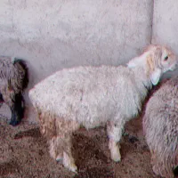 کووه نرمیشی چاق ومست|حیوانات مزرعه|شوشتر, |دیوار