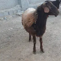 بره قوچ هترو|حیوانات مزرعه|شیروان (خراسان), |دیوار