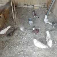 تعدادی گفت.  پدر قناری|پرنده|نجف‌آباد, گلدشت|دیوار