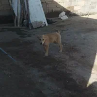 توله ی پژدر سراب میکس