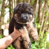 واگذاری سگ ژرمن شولاین ۶۰روزه