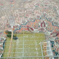 یک عدد طوطی برزیلی سالم