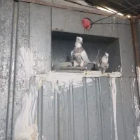 طوقی الماسی و قدیم