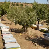 عسل طبیعی