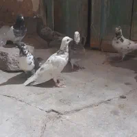 کبوتر