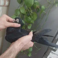 سیاه آبادانی عتیقه