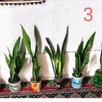 گل سانسور یا خانگی اپارتمانی|گل و گیاه طبیعی|زهک, |دیوار