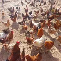 فروش خروس محلی|حیوانات مزرعه|هیر, |دیوار