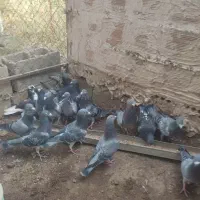 فروش کبوتران مسافتی