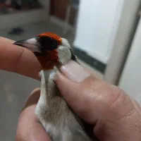 جوجه سرهای امسال کلکسیونی|پرنده|نهاوند, |دیوار