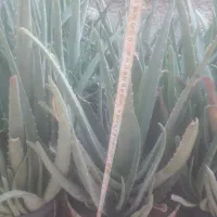 آلورا|گل و گیاه طبیعی|گرمسار, |دیوار