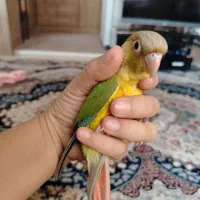 پرنده گیرینچیک آناناسی|پرنده|شیراز, دلجو|دیوار