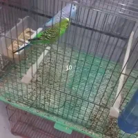 فروش مرغ عشق جفت درجه یک آماده به تخم