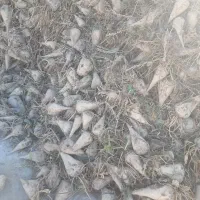 فروش چغندر با برگ ها