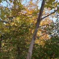 درخت گردو|خدمات باغبانی و درختکاری|یامچی, |دیوار