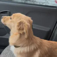 سگ پاکوتاه ماده|سگ|آکند, |دیوار