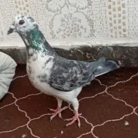 کبوتر پلاکی