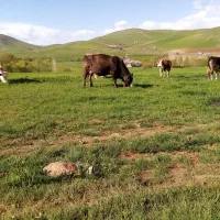 خرید فروش و انواع گاو و گوساله