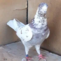 کبوتر پرشی قیمت تومتن نوشتم بخانید مرسی|پرنده|هشتگرد, شهرک اداری|دیوار