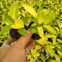 وام گل خانه