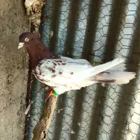 پرنده|پرنده|تاکستان, |دیوار