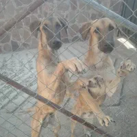 واگذاری رایگان دو قلاده سگ شکاری نر