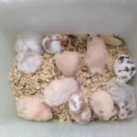 همستر سوری و کمپل|موش و خرگوش|شهریار, رزکان|دیوار