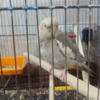 عروس هلندی سالم وزیبا