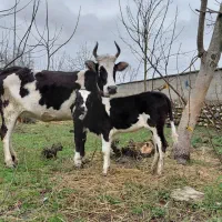 گاووگوساله اصل چالوس شکمدار شیری آث