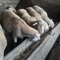 گوسفند میش داشتی وگوشتی|حیوانات مزرعه|قائم‌شهر, |دیوار