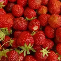 پخش توت فرنگی
